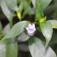 Strobilanthes adenophora Nees